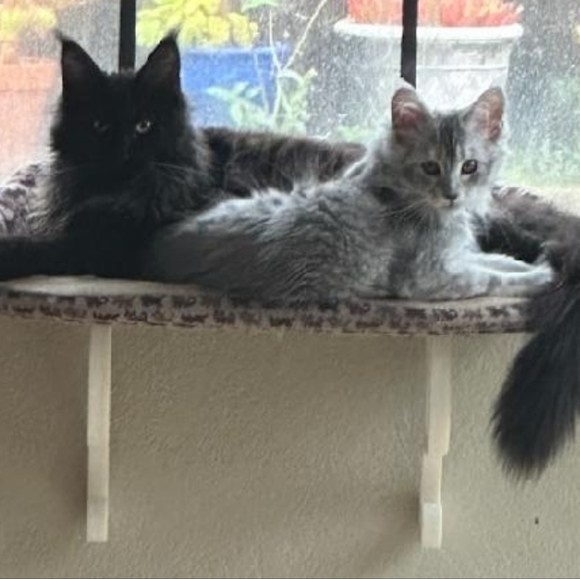 Meet your Posher, Marissa - Picture 1 of 1